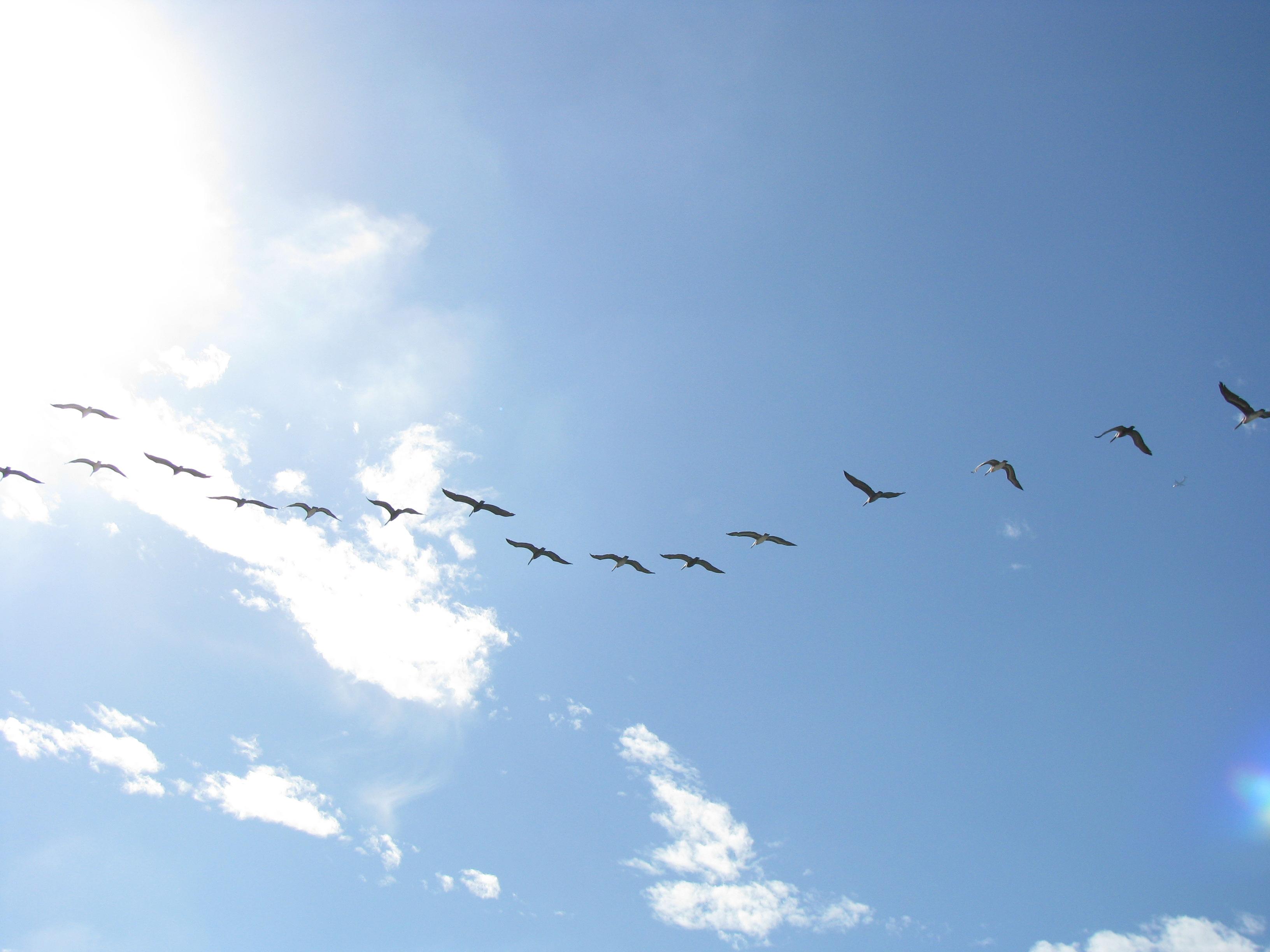 Aves cruzando un cielo azul con nubes sobre el mar